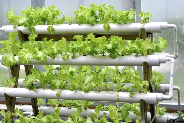 Tanaman Sistem Hidroponik (Topmedia.co.id / Istimewa)