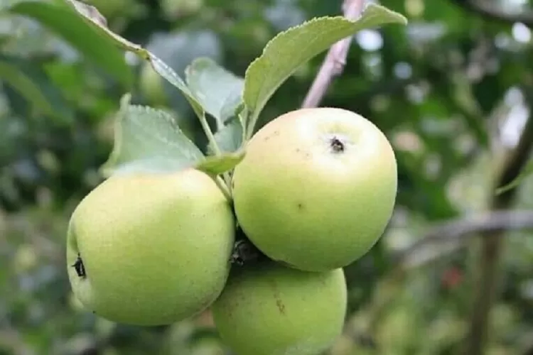 Apel Manalagi (Topmedia.co.id / Istimewa)