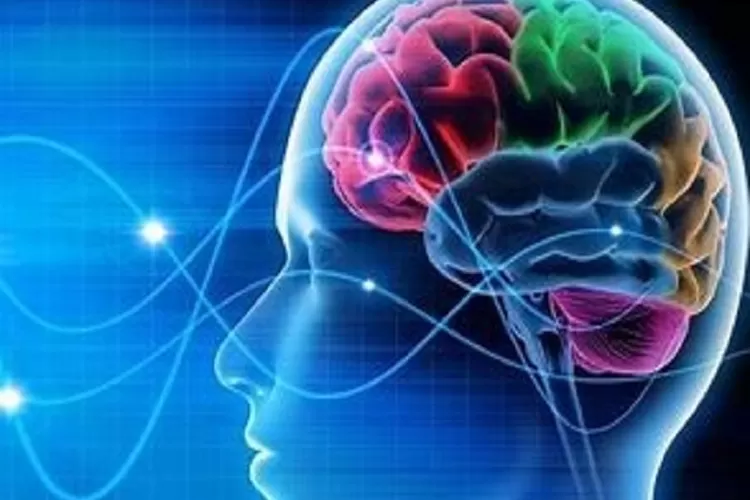 Ilustrasi Otak Manusia (Topmedia.co.id / Istimewa)