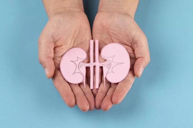 Ilustrasi ginjal (Getty Images/pepifoto)