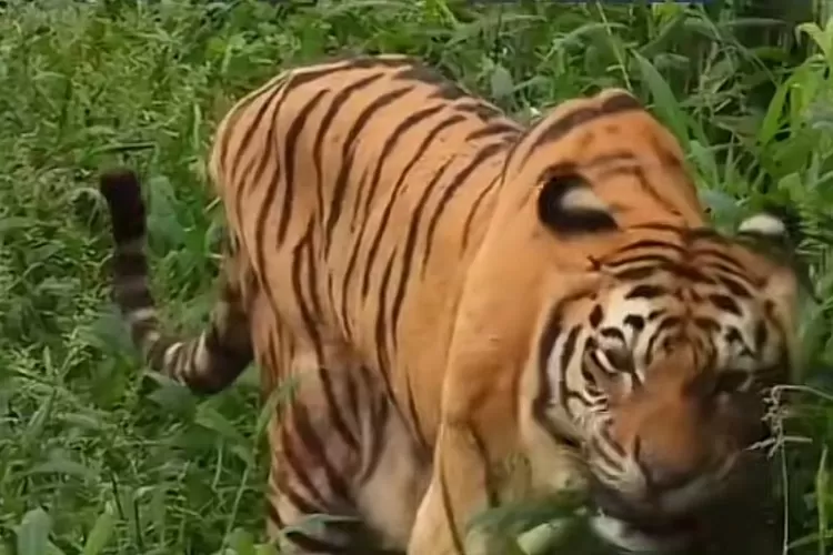 Harimau di Kebun Binatang Medan zoo   (sumber: Tiktok voiceofdemocratic)