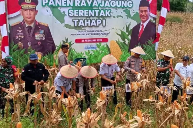 Pemerintah Kabupaten Barito Utara, dalam kegiatan Panen Jagung Serentak Tahap I oleh Polres Barito Utara pada 26 Februari 2025. 