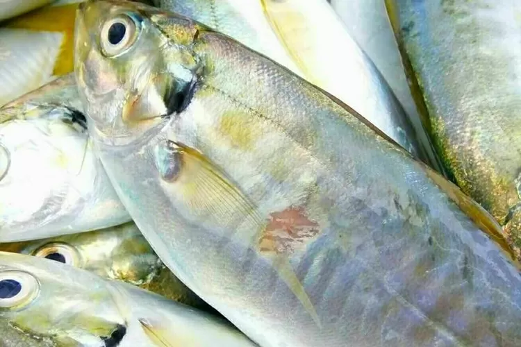 4 Rekomendasi Jenis Ikan Tinggi Protein Dan Memiliki Banyak Manfaat ...