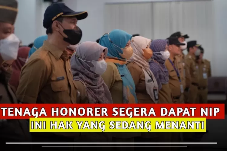 Siap-siap Dapat NIP PPPK! Inilah Hak Yang Akan Diterima TENAGA HONORER ...