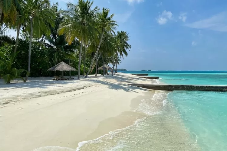 Ilustrasi Pantai Bama di Taman Nasional Baluran, Banyuwangi.