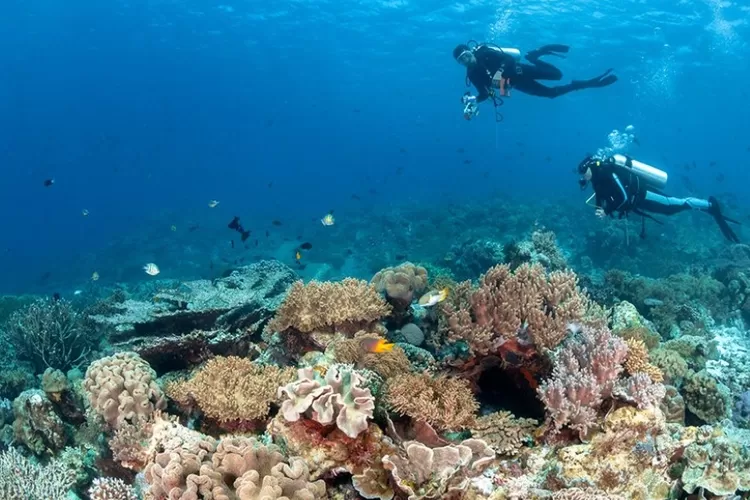 Terpikat Keindahan dan Ekosistem yang Menawan, UNESCO Jakarta Bakal Jadikan Wakatobi Contoh Cagar Biosfer Dunia