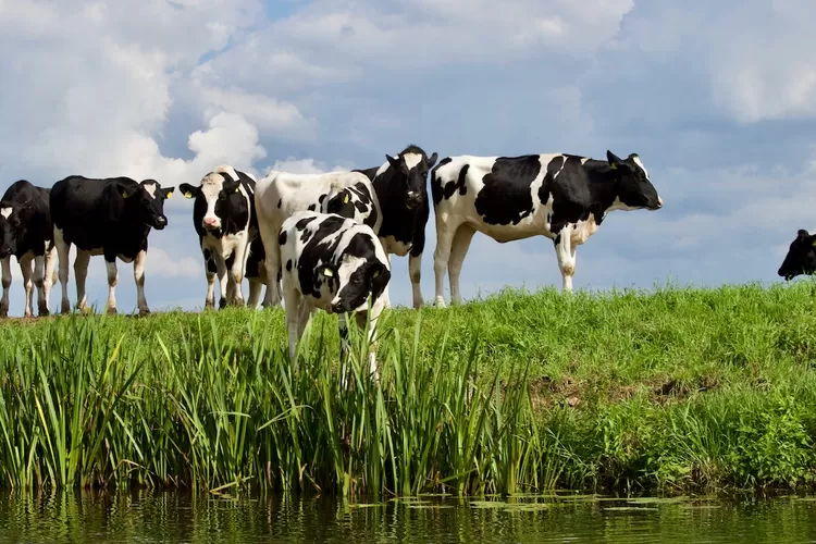 Sapi yang Bisa Nempel di Dinding? Tebak-Tebakan Receh Bikin Ngakak Satu