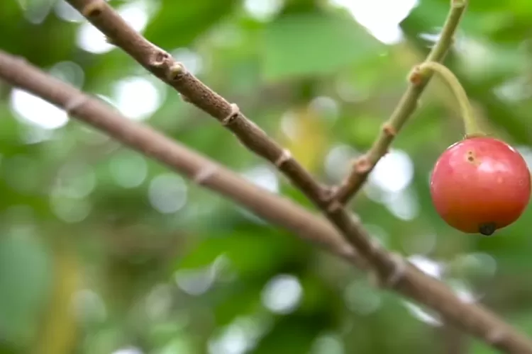 Jangan Sepelekan Inilah Manfaat Buah Kersen Untuk Kesehatan Bisa