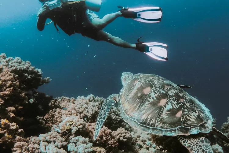 Olahraga Yang Ada Di Laut Apa Itu Berikut Jawaban Teka Teki Silang Atau Tebak Tebakan Yang 4231