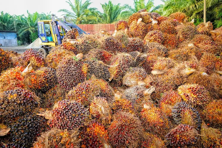 Kaltim Dukung Penuh Hilirisasi Industri Sawit Nasional: Kembangkan ...