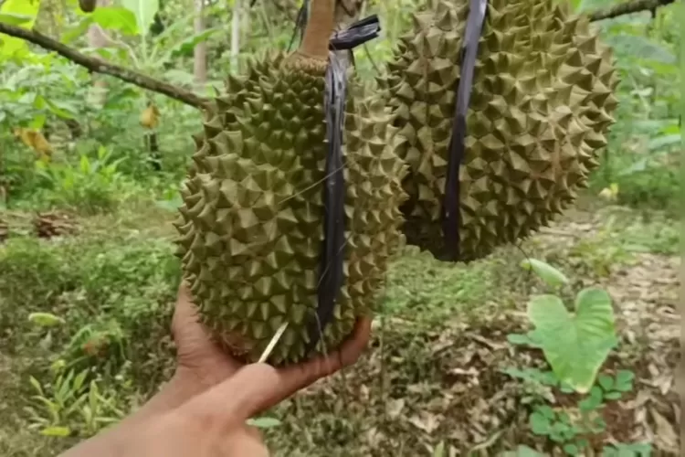 Buah Ini Punya Aroma Yang Kuat: Simak 5 Mitos Soal Durian Yang Mungkin ...