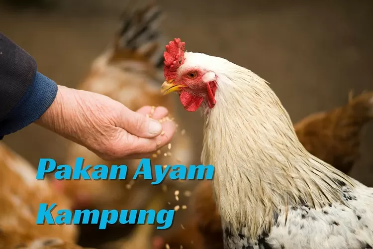 Cara Membuat Pakan Ayam Kampung Dengan Bahan Seadanya Jadi Berkualitas Tinggi Cukup Dengan