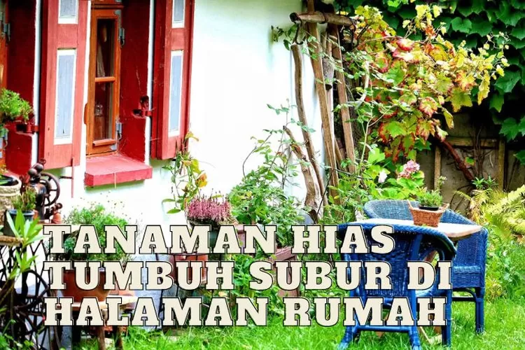 Agar Tanaman Hias Tumbuh Subur Cukup Lakukan Perawatan Rutin Ini Dijamin Halaman Rumah Jadi