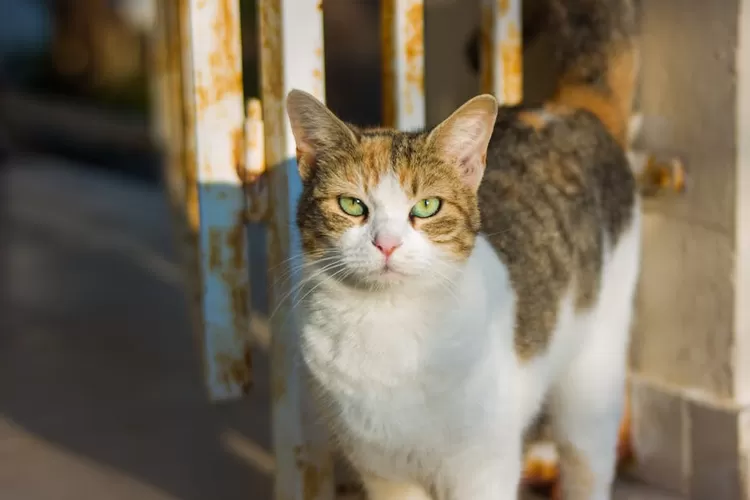 Ilustrasi. Alasan kucing kabur dari rumah. (Pexels-Dimitris Penidis / HukamaNews.com)