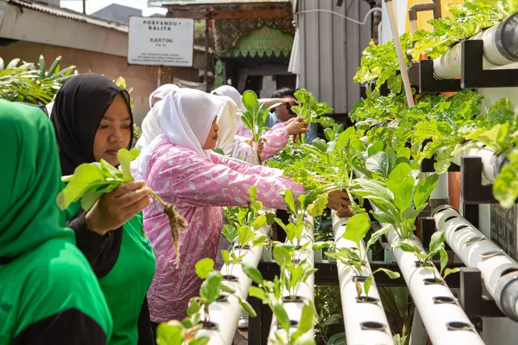 BRI Peduli Bertani di Kota, PKK Rawa Barat Berhasil Budidaya Hidroponik dan Ikan Nila