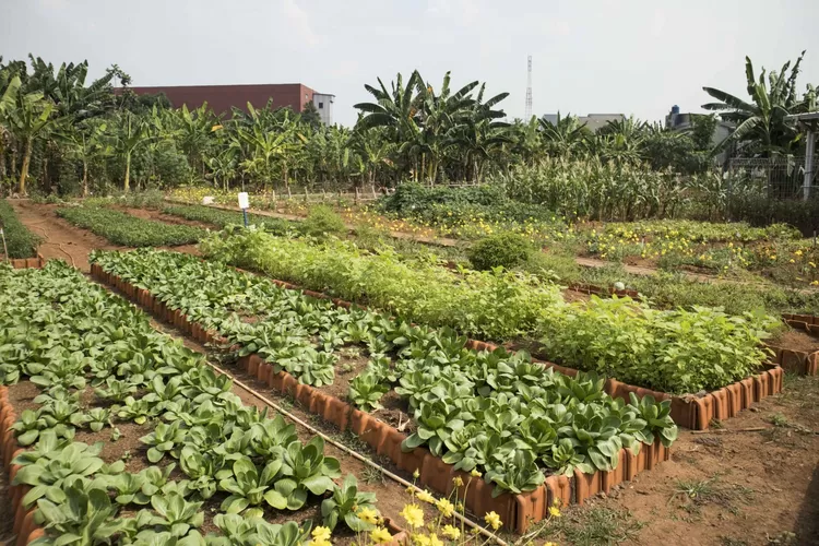Lahan pertanian yang menggunakan Pupuk Dinosaurus.