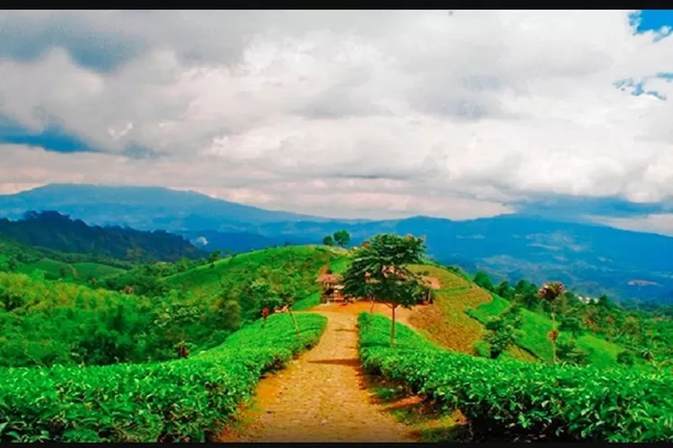 Kebun Teh Cipasung merupakan salah satu destinasi wisata alam yang paling populer di Kabupaten Majalengka, Jawa Barat.*