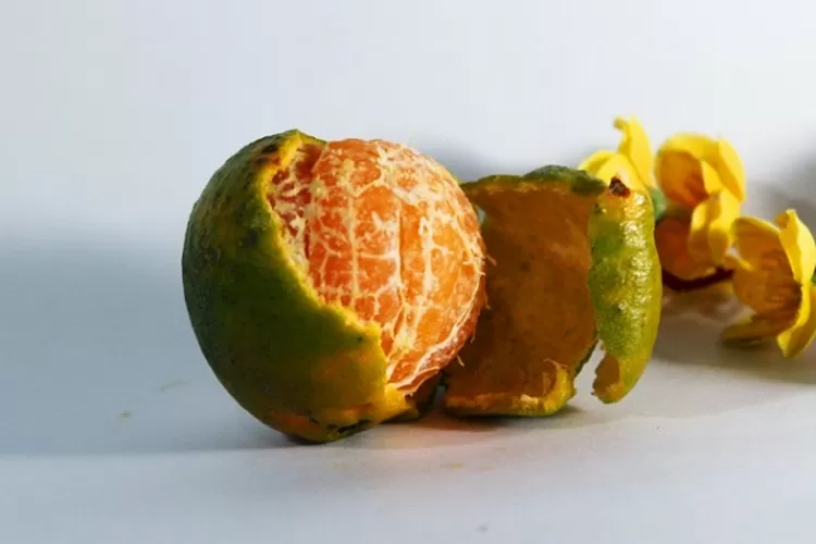 Ilustrasi kulit jeruk bukan sampah karena bermanfaat untuk kehidupan (pexel/muralidharan)