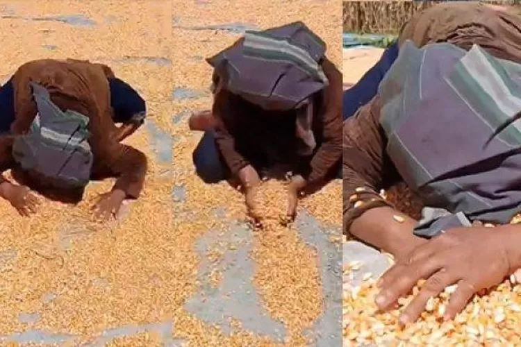  seorang petani menangis histeris karena harga jagungnya anjlok drastis (instagram/@ctd.insider)