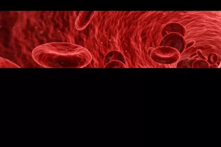  Ilustrasi sel darah (pixabay/@qimono)