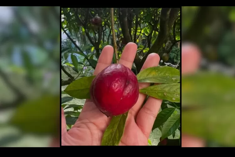 Buah Mahkota Dewa yang Banyak Manfaatnya   (dok instagram @dr.zaidulakbar.resep)