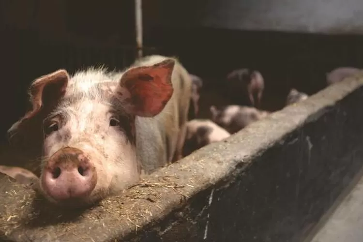 Babi (Pexel @Matthias Zomer)