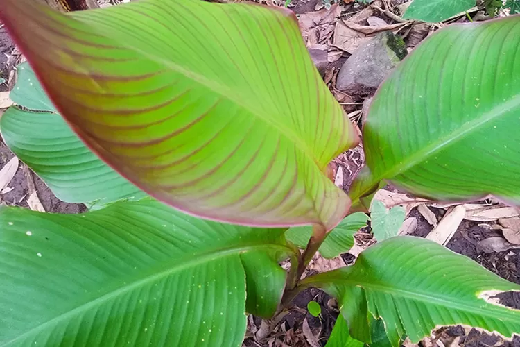 Tanaman umbi ganyong memiliki manfaat kesehatan.  (Sulistyanto)