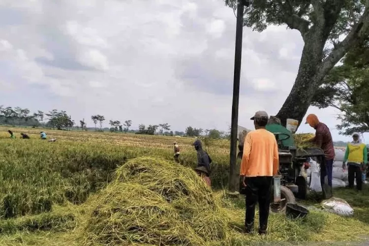 Ilustrasi - Panen raya padi diharapkan menambah stok dan menurinkan harga beras. ( ANTARA/Aris Wasita)