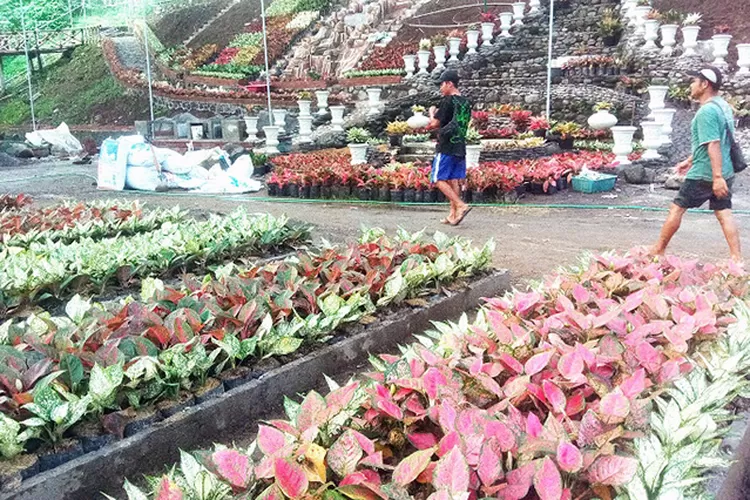 Komplek Aglaonema Park di Tridadi Sleman hampir selesai pembangunannya, akan dibuka 23 Juni 2024 mendatang.   (Sulistyanto)