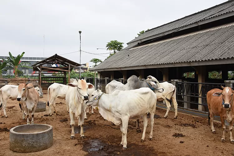 Ilustrasi hewan kurban (Humas Fakultas Peternakan UGM/Margiyono)