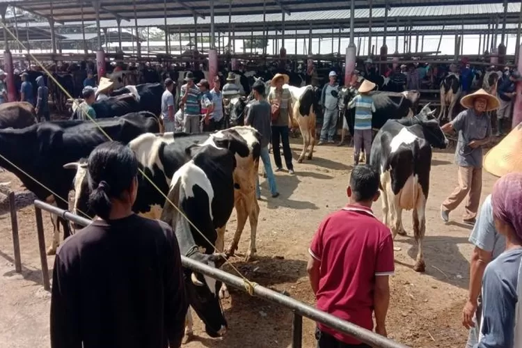 Ilustrasi - Sejumlah pedagang hewan ternak sapi melakukan transaksi dengan para pembeli di Pasar Hewan Jelok Cepogo Boyolali, Selasa (4/6/2024).  (ANTARA/Bambang Dwi Marwoto)