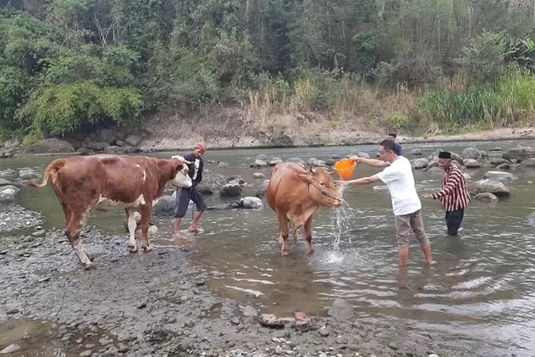 Ilustrasi. Korupsi hibah sapi (Dok)