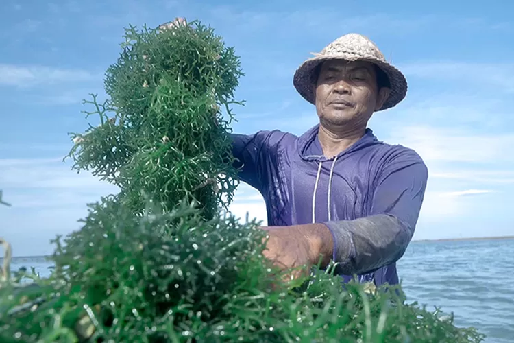 Klaster rumput laut yang diberdayakan BRI. (Dok BRI)
