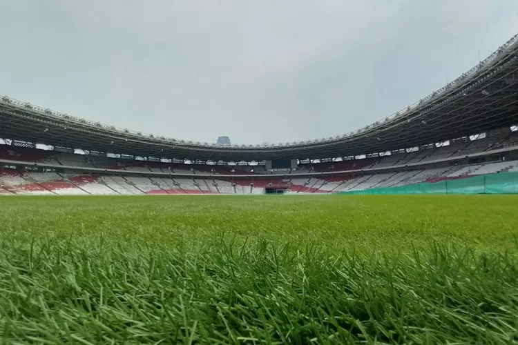 Kondisi rumput lapangan Stadion Utama Gelora Bung Karno (SUGBK) di Senayan, Jakarta, yang difoto pada Jumat (8/11/2024). ( ANTARA/Aloysius Lewokeda)