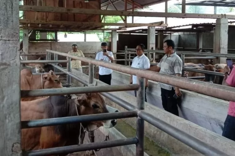 Kepala Dinas Peternakan Aceh Zalsufran (tengah) meninjau ternak milik warga di Aceh Barat Daya, Minggu (17/11/2024).  (ANTARA/HO-Disnak Aceh)