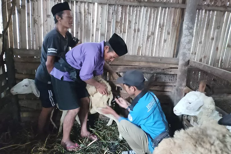 Rangkaian kegiatan penelitian dan pengabdian kepada masyarakat tim dosen UMBY untuk peternak domba di Abita Farm, Pakis, Magelang.  (Dok. UMBY)