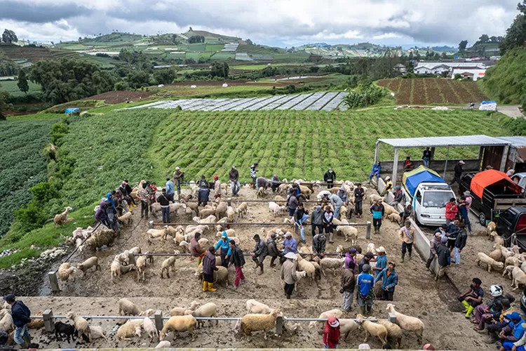Untuk mendukung ketahanan pangan, BRI mengucurkan kredit di sektor pertanian. (Dok BRI)