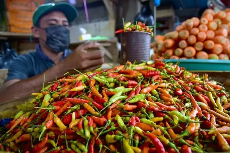 Ilustrasi - Seorang pedagang menyortir cabai rawit di Pasar Mardika, Kota Ambon, Provinsi Maluku.  (ANTARA FOTO/FB Anggoro)