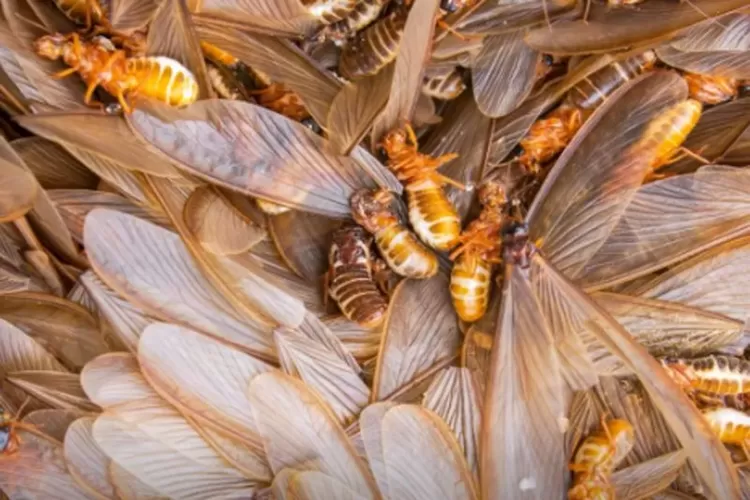 Laron (Foto : Pexels)