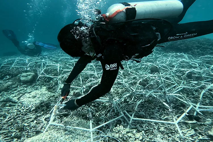 Aksi nyata BRI Menanam - Grow and Green di Pulau Kapoposang.  (Dok BRI)