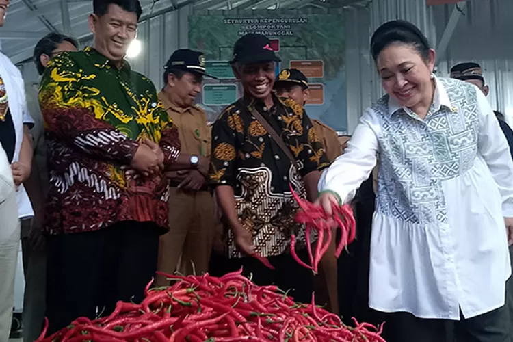 Ketua Komisi IV DPR RI Siti Hediati Soeharto SE saat menyambangi petani cabe Paku di tempat pelelangan Padukuhan Karangsewu, Galur, Kulon Progo, Yogyakarta, Selasa (3/6/2025).  (Foto: Koko Triarko)