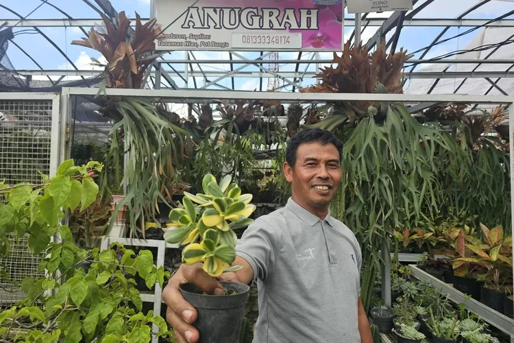 Bisnis tanaman hias jadi sebagai sumber penghasilan utama penopang hidup keluarga warga Batu. (Foto: dokumentasi BRI)