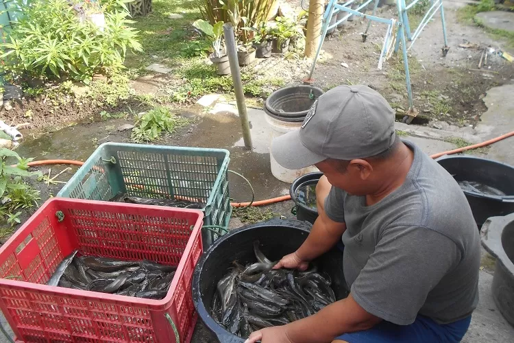 Selain bisa memperoleh hasil panenan lele, dengan budidaya lele juga dapat membuat POC berkualitas.  (Foto: Sulistyanto)
