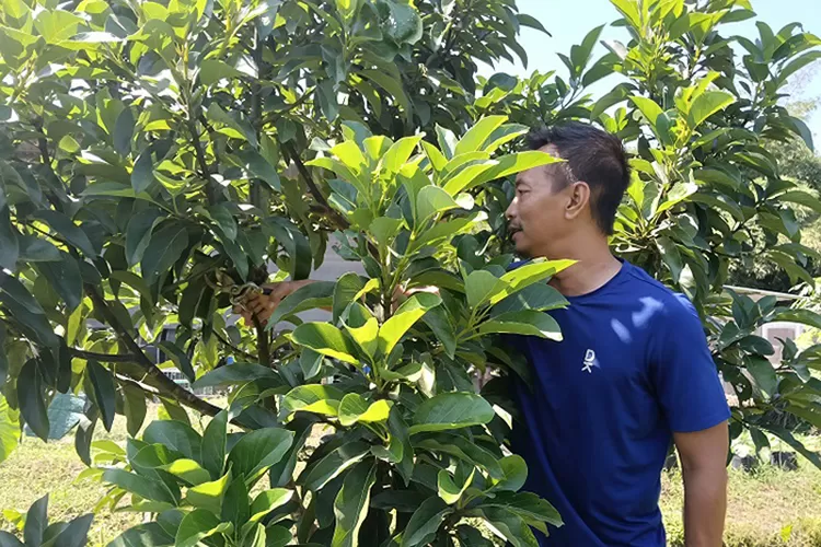 Pemangkasan bagian ranting maupun dahan bisa antara dua hingga tiga bulan sekali.  (Sulistyanto)