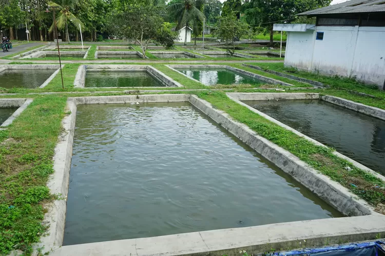 Pelatihan Pengolahan Produk Hasil Perikanan Tahun 2025 di Gedung Pertemuan Penyuluhan Perikanan, Kawasan Budidaya Ikan Terpadu, Pulutan, Salatiga.  (Foto: Dokpim Salatiga)