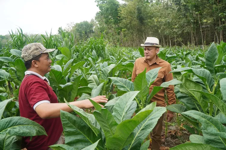 Direktur Utama Taru Martani Widayat Joko Priyanto (kanan) dalam kegiatan panen tembakau bersama petani di Dlingo Bantul dan Kalasan Sleman.  (Foto: Dok. Istimewa)