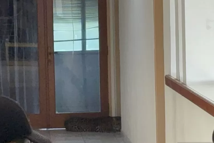 Tim gabungan melalukan evakuasi terhadap seekor macan tutul yang ditemukan berada di dalam Hotel Anugerah Kota Bandung, Jawa Barat, Senin (6/10/2025).  (ANTARA/Rubby Jovan)
