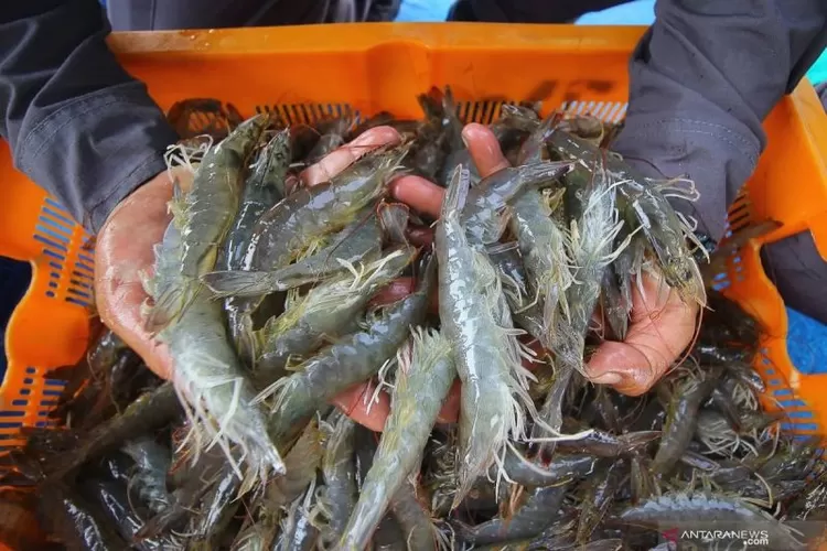 Ilustrasi - Udang vaname.  (ANTARA FOTO/Moch Asim)