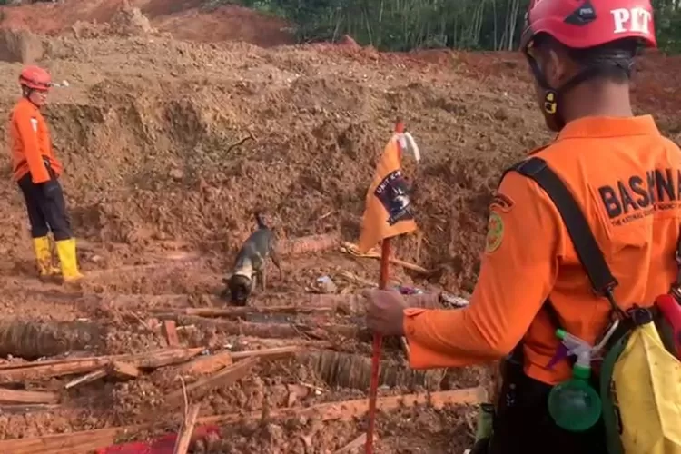 Tim SAR gabungan mengerahkan anjing pelacak untuk mencari korban bencana tanah longsor di Desa Cibeunying, Kecamatan Majenang, Kabupaten Cilacap, Jawa Tengah, Sabtu (15/11/2025).  (ANTARA/HO-Basarnas Cilacap)