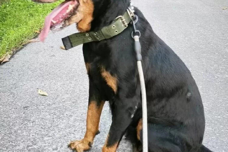 Ilustrasi Anjing Herder (GenzDaily/dok: Unsplash.com/Touko Aikioniemi)